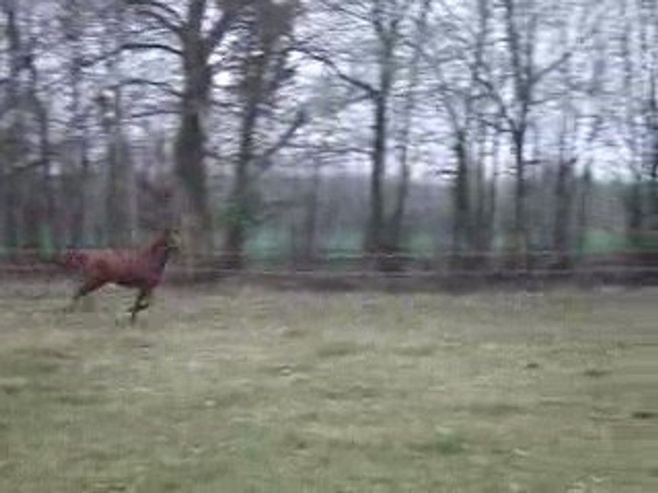 Prince et nounours galop