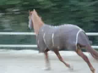 Méphisto cheval fou