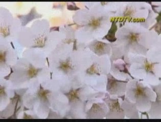 Cherry Blossoms in Full Bloom