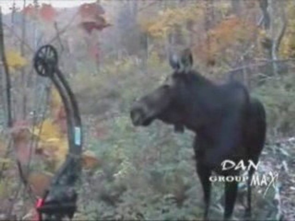 Moose hunter