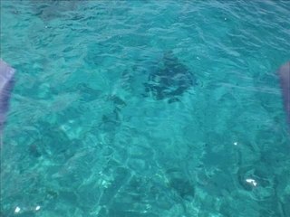 La vie en bleu (version latine)