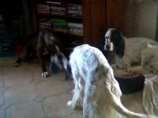 Dream et César font mumuse