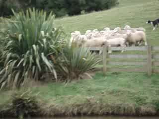 Rassemblement de moutons à Sheep World