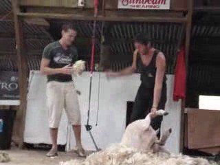 Thomas apprend à tondre un mouton à Sheep World