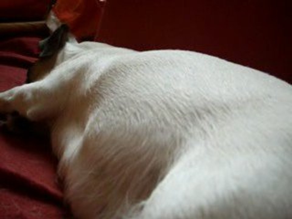 Les bébés gigotent!