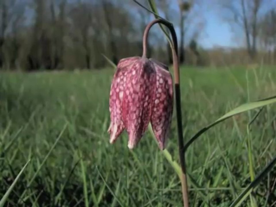Bocage du Véron et Fritillaires pintades au printemps