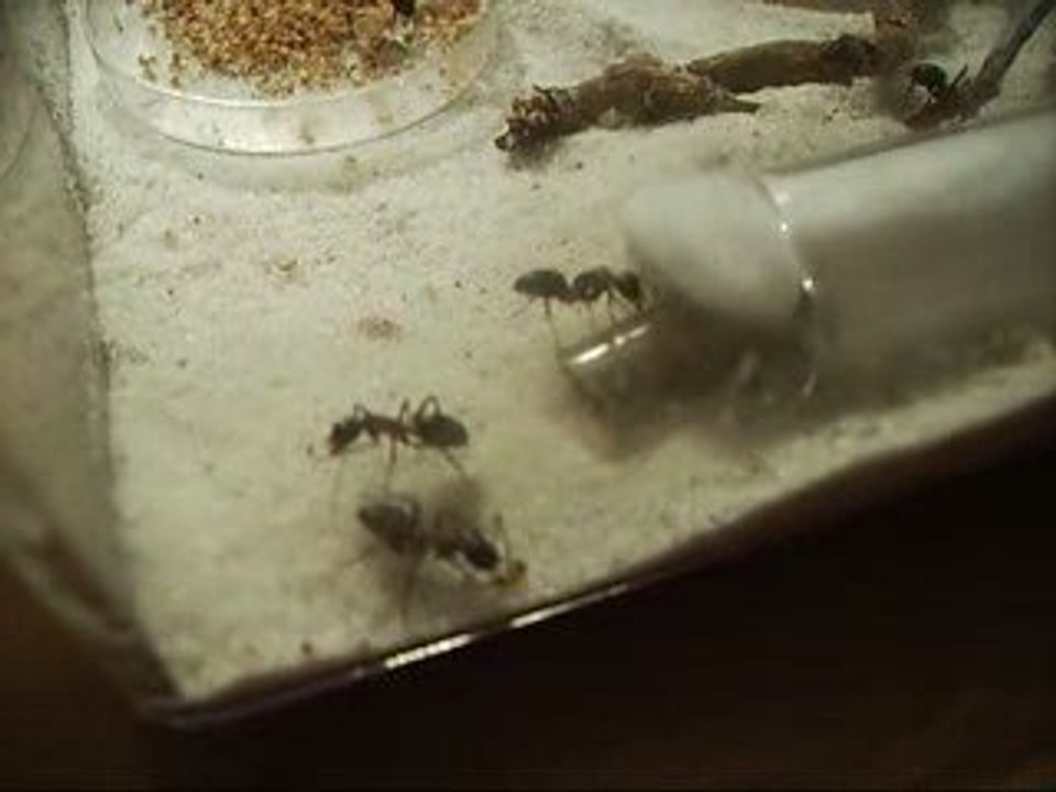 ADC partagé entre  C.ligniperdus et Temnothorax nylanderi 2