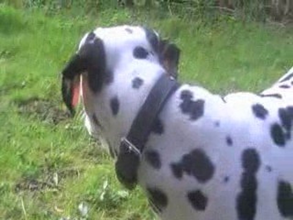 Diaz dalmatien