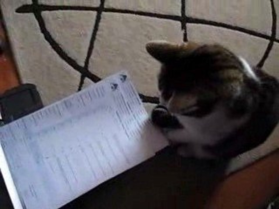 Chat taré et une imprimante