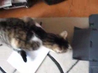 Chat taré et une imprimante 2ème séquence