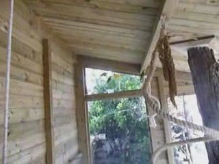 mes inséparables dans leur volière