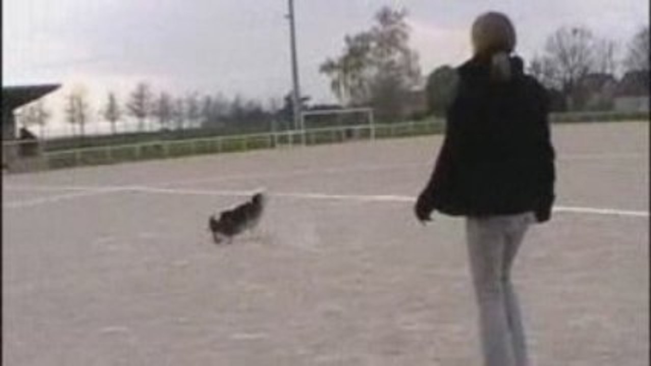 04avril  agility au stade