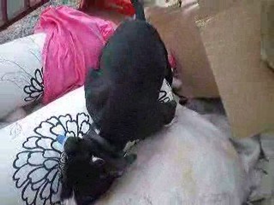 Enzo, mOn chien ce pervers !!!!!! xD