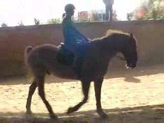 entrainement reprise dressage