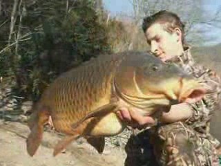 Carpe rollotto baits