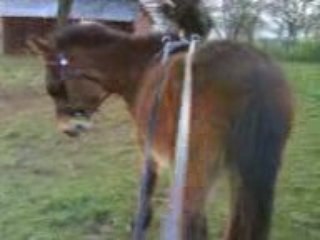 Rigolotte aux longues rênes pour la 1ere fois