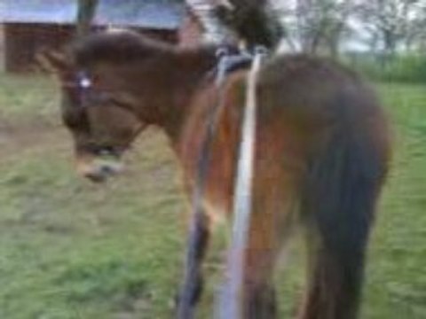 Rigolotte aux longues rênes pour la 1ere fois