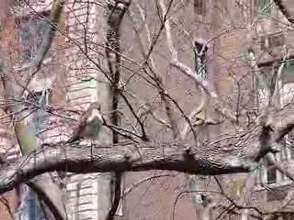 Red tailed hawk near Central Park