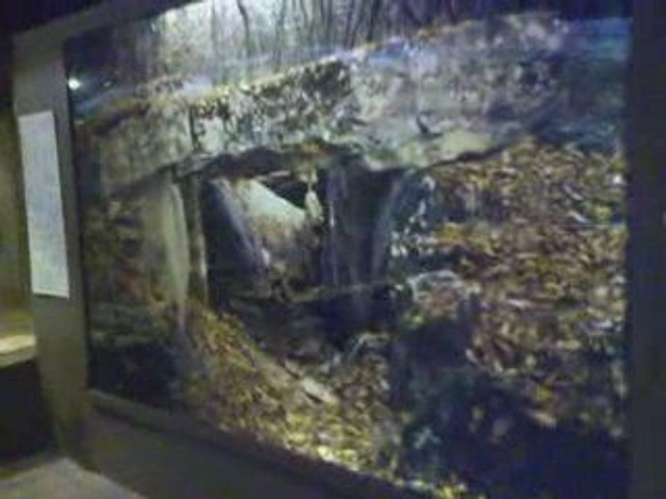 Musée d'Evreux 2009