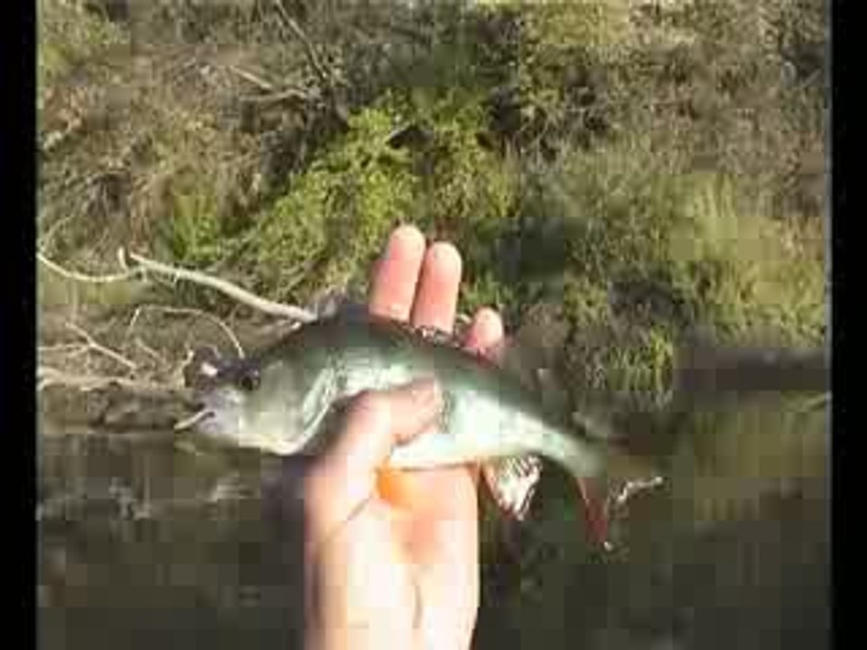 окунёк - Загружено: mihart