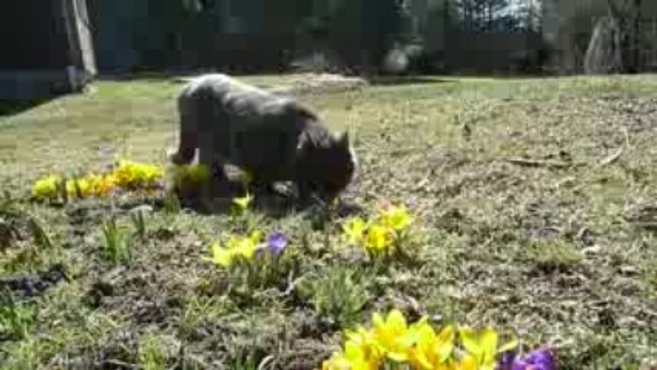 Krümel im frühlingsrausch