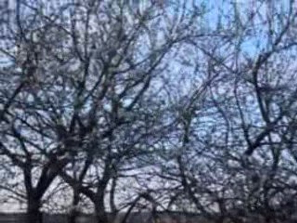 Arbres en fleurs