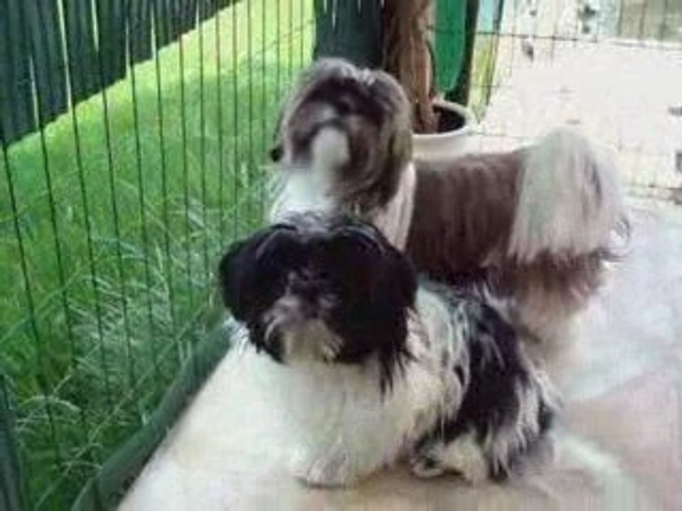 Mes puces sur la terrasse