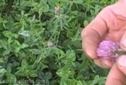 Red Clover Herb: Harvesting Herbs, Drying Herbs
