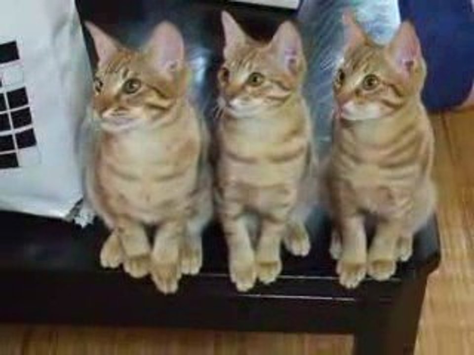 des chatons bien synchro