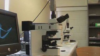 Le microscope polarisant