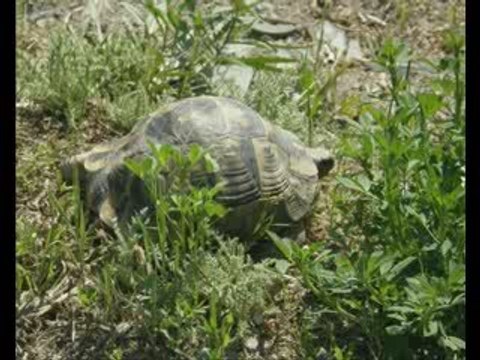 Behiye Aksoy - Yitirmişim Ben Gülümü