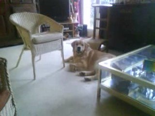 gag chien qui se gratte