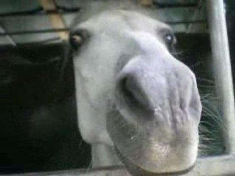 une petite vidéo d'éfendji