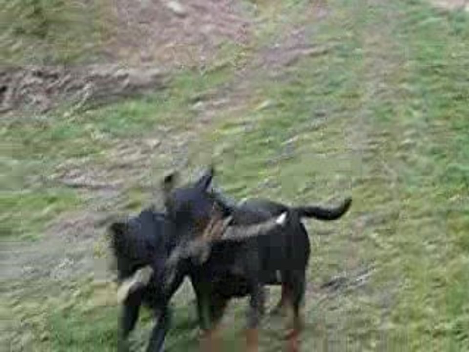 Ballade au furon 30 mars cayenne 19 mois 225