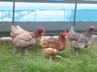 Poules charentaises