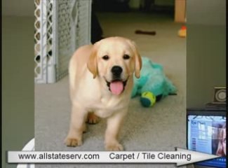 Papi carpet / tile cleaning NJ - Freehold Red bank