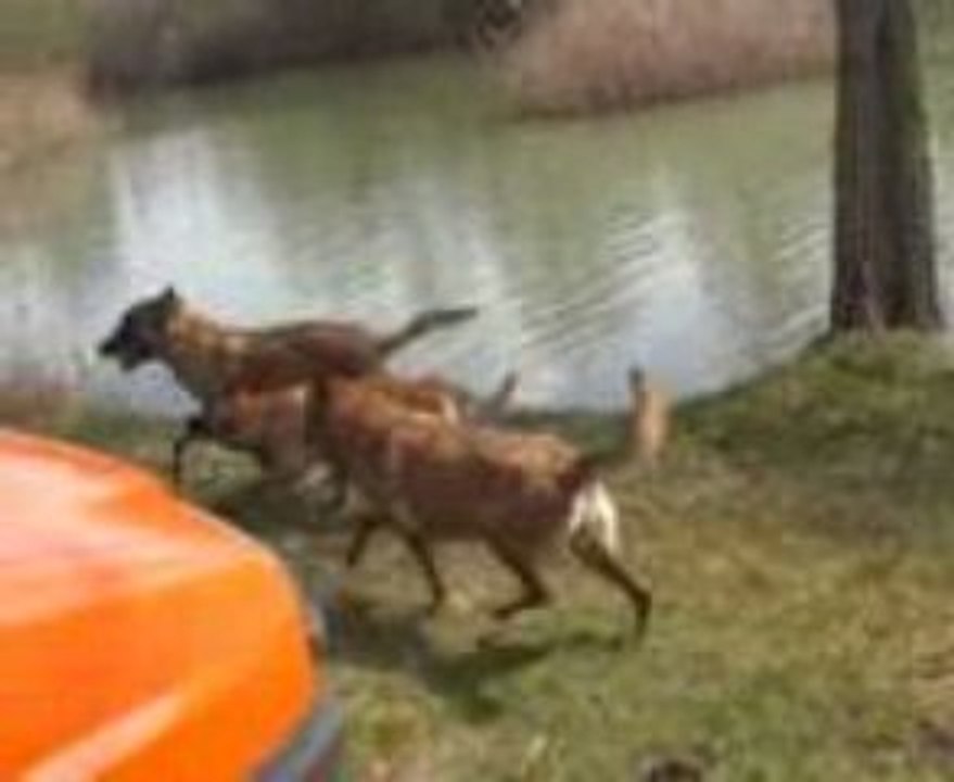 Malinois baignade