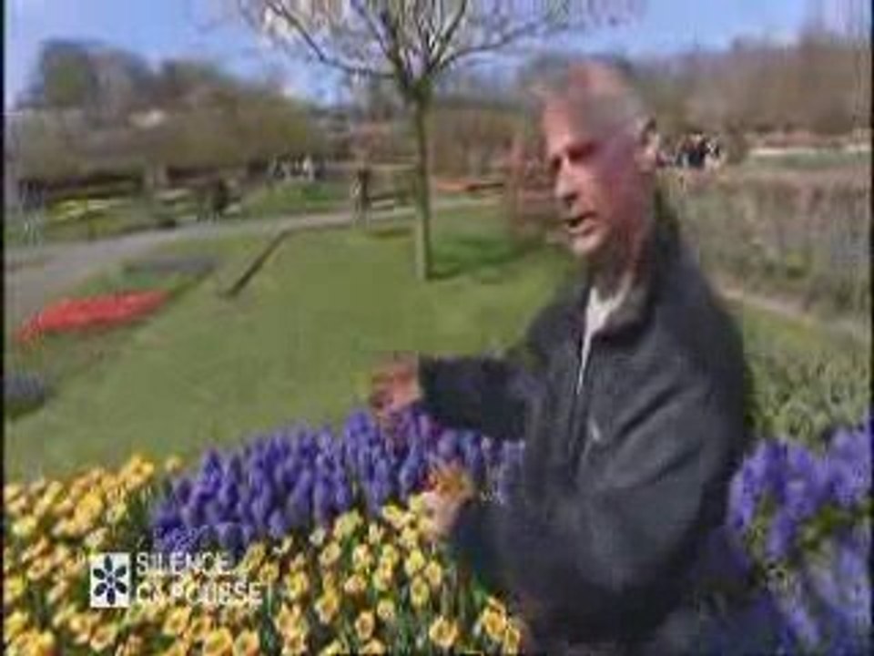 Des tulipes à  keukenhof