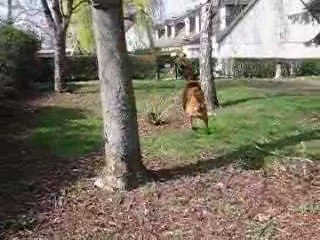 Déesse et les arbres