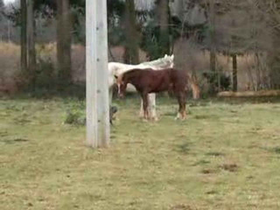 Chanel joue avec Ushuaia