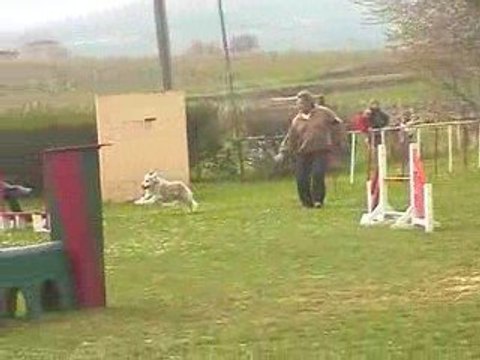 Salsa GPF Agility Villefranche 05/04/2009