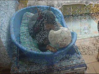 Photos  6 avril 09 alter sam poucinette titi bryan et oceane