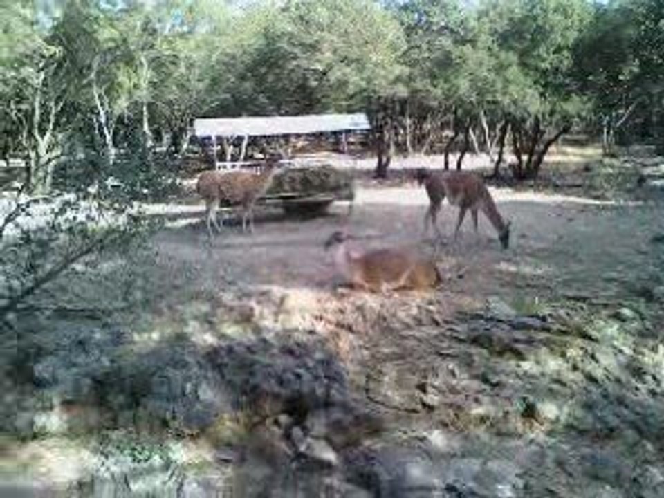 Zoo lunaret hiver
