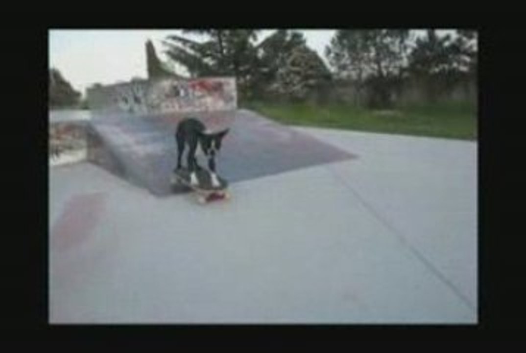 Skateboarding dogs Neo And Tuxedo At Skate Park