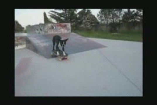 Skateboarding dogs Neo And Tuxedo At Skate Park