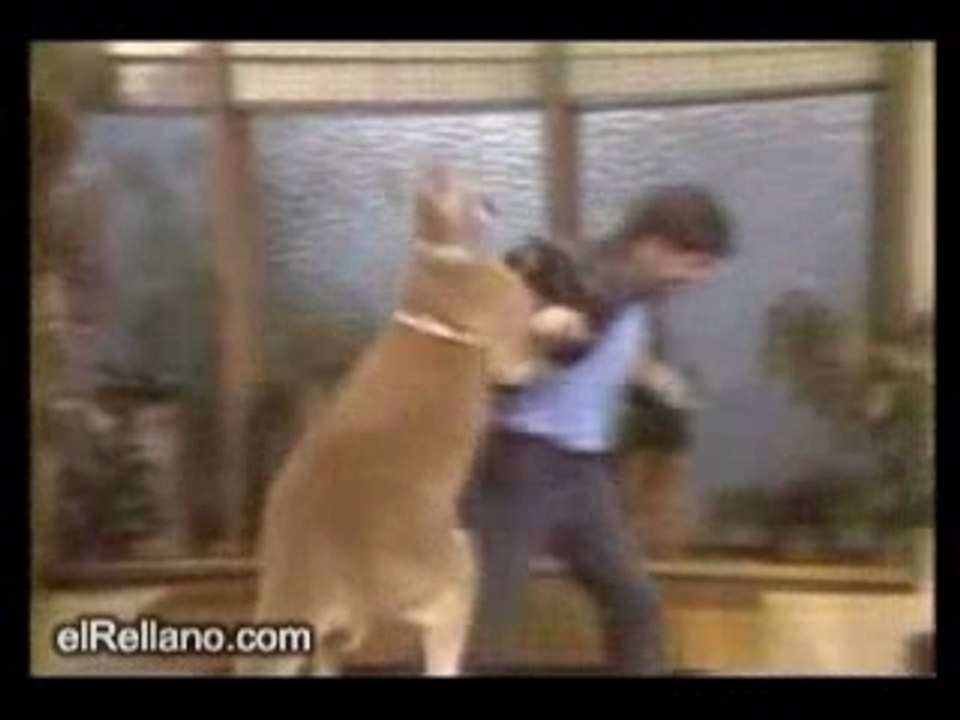 Boxing_Canguro