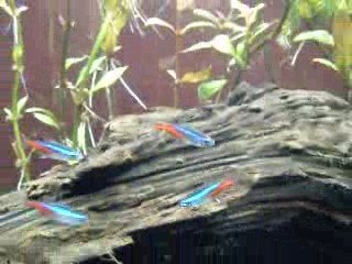 neon tetra