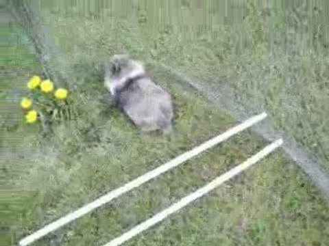 cso prune on monte les barres