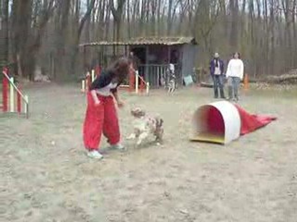 ACUSGF Dream Night berger australien agility