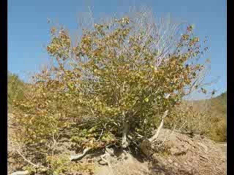 Muzaffer Akgün - Harman Yeri Sürseler